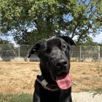 KIMAT, chien à adopter
