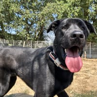 KIMAT, chien à adopter