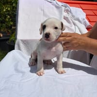 YOUNA, chienne à adopter