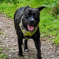 PATY, la laissée pour compte, chienne à adopter