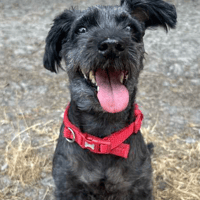 Coco, female dog to adopt