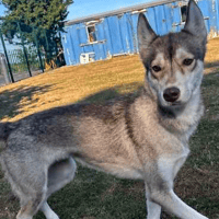 Lola, female dog to adopt