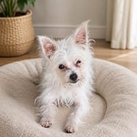 Molly, la jolie mini, chienne à adopter