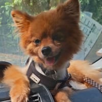 TILOU est craquant !, chien à adopter