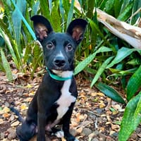 SAPHIR, chien à adopter