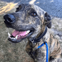 Monty, dog to adopt