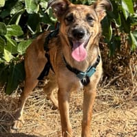 DUQUE (ANIMALEA), chien à adopter