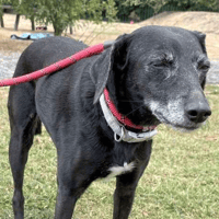 Mela and Poppy, female dog to adopt