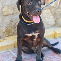 MORFEO (AIMAR), chien à adopter
