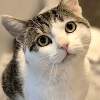 Julian, cat to adopt