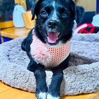 LUCINDA (AIMAR), chienne à adopter