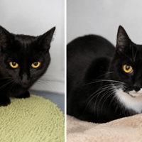 Maple and Coco, female cat to adopt