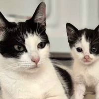Miso and Dumpling, female cat to adopt