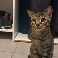 Loki, chat à adopter