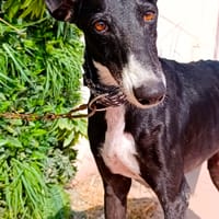BACH, chien à adopter
