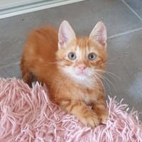 COOKIE, chat à adopter