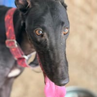 EIRA, chienne à adopter