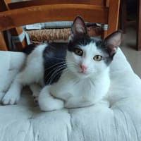 FURY, chatte à adopter