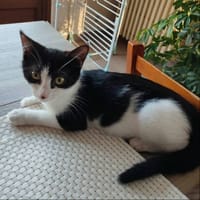 BELLA°, chatte à adopter