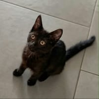 BLACKY, chat à adopter