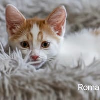 Romarin, Cagette et Basil, chat à adopter
