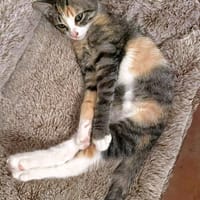 CLOE, chatte à adopter