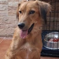 liebe Lassie, ca. 46 cm hoch, Hündin zur Adoption