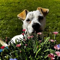 Bubi1, der Aktive, sucht aktive Menschen für immer, Hund zur Adoption