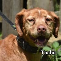 TACHO, Hund zur Adoption