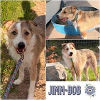 JIMM-BOB * kuscheliger Kerl mit Ecken & Kanten, Hund zur Adoption