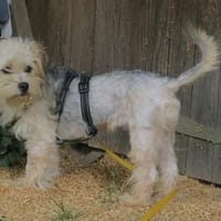 Tiffany noch sehr schüchtern, Hündin zur Adoption