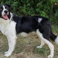 Lieber Border Collierüde Milo sucht ein Zuhause, Hund zur Adoption