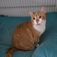 Wanja sucht dich, Kater zur Adoption