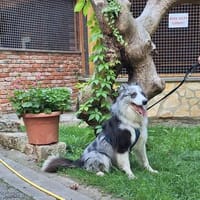 Rain - Aktive Bezugsperson gesucht, Hund zur Adoption