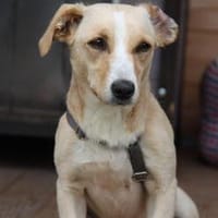 Ela - Sanft, sensibel und liebenswert, Hündin zur Adoption