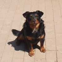 Aaron - Der Terrier ist Programm, Hund zur Adoption