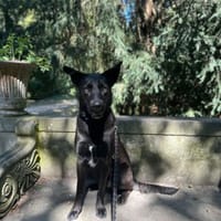 Zeus - junger, wilder sucht aktive Familie, Hund zur Adoption
