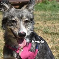 FRODO, Hund zur Adoption