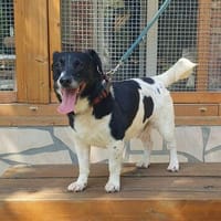 Fritzi - ein Jacki wie er im Buche steht, Hund zur Adoption