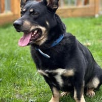 Bonte - Schäferhund im kleinen Körper, Hund zur Adoption