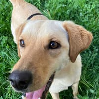 Nelio 💗 wartet in 01640 Coswig auf deinen Besuch, Hund zur Adoption