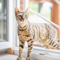 Agnes, fröhliches Tigermädchen, ca. 1 Jahr, Katze zur Adoption