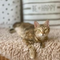 Seeds, soziales Seelenkätzchen, ca. 11 Monate, Katze zur Adoption