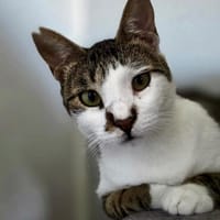 Despina, verschmuste Traumkatze, ca. 2 Jahre, Katze zur Adoption