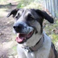 Buffy su. erfahrene Besitzer, Hündin zur Adoption
