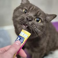 Hazel, Katze zur Adoption