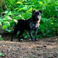 Unsere Tessi 2.Chance-1. Glück, Hündin zur Adoption