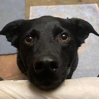 Ellie, sportliche Hündin, ca. 5 Jahre, Hündin zur Adoption
