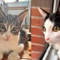 Garo & Mimi Dreamteam wartet bereits in 38104 Braunschweig, Kater zur Adoption