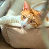 Kanela, verspielte Kuschelmaus, ca. 5 Jahre *FIV+, Katze zur Adoption